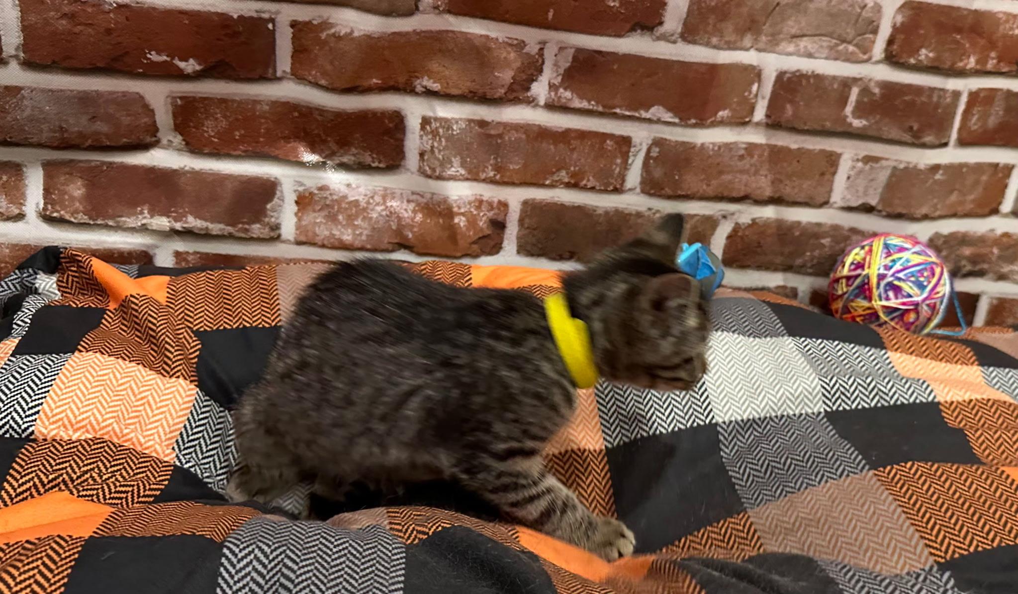 Hela, a ADOPTABLE Domestic Short Hair in Indianapolis, IN image 3/3