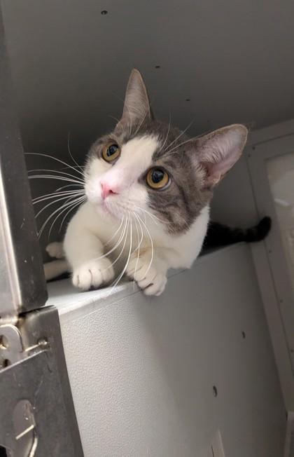 Cosmo, Adoptable, Adult Male Domestic Short Hair & Domestic Short Hair.