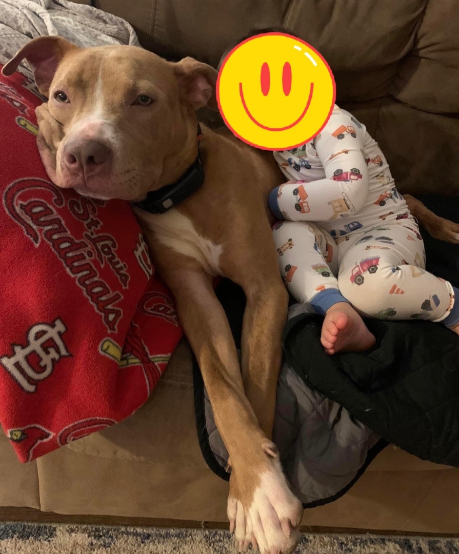 Enlarge Richard, a Adopted Mixed Breed in Belleville, IL image 1/3