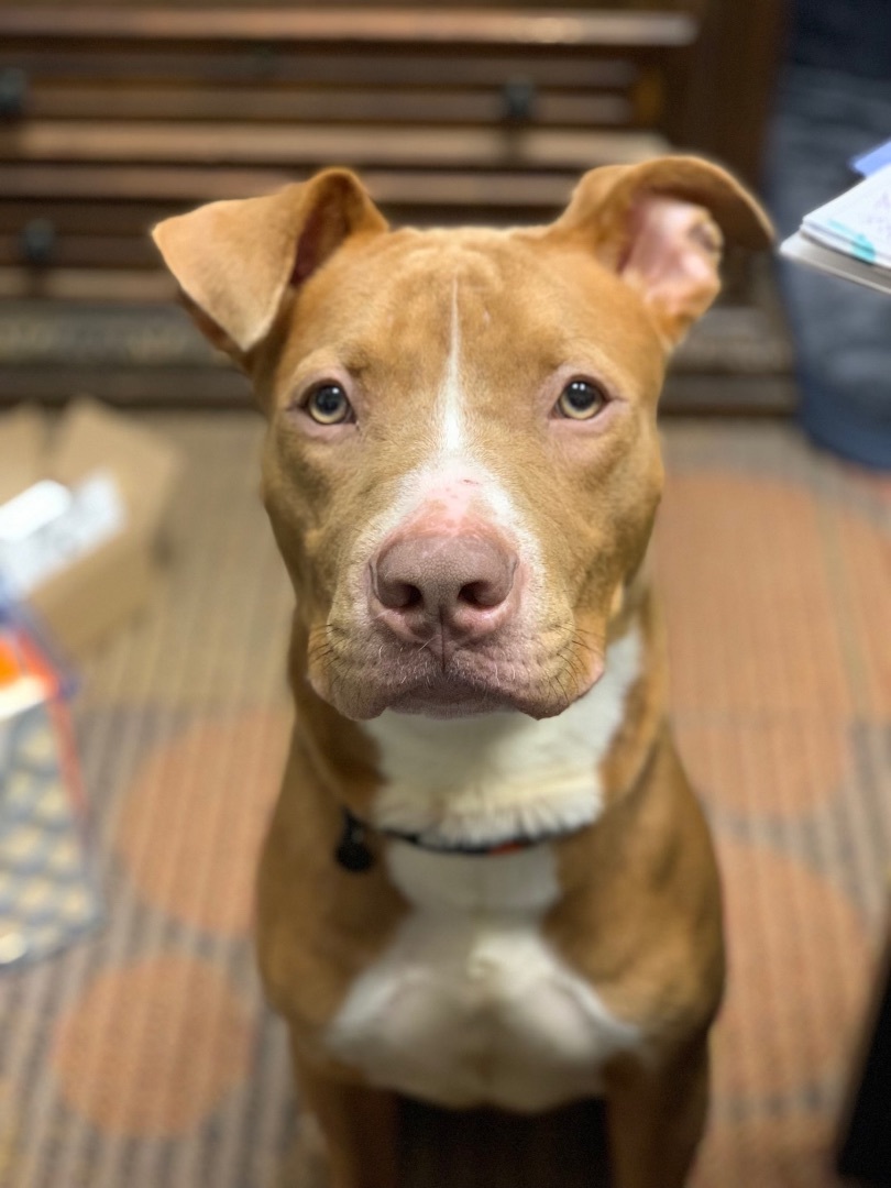 Enlarge Richard, a Adopted Mixed Breed in Belleville, IL image 3/3