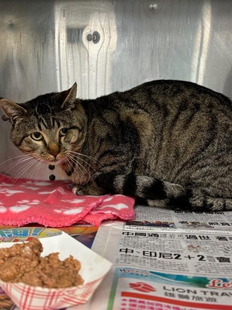 SOCKS, Adoptable, Adult Male Domestic Short Hair.