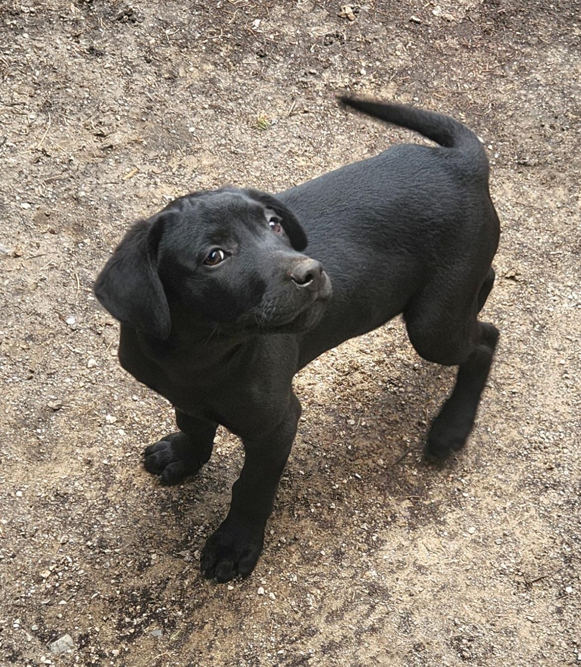 Joe, an adopted mixed breed in Liberty Center, OH image 2/6