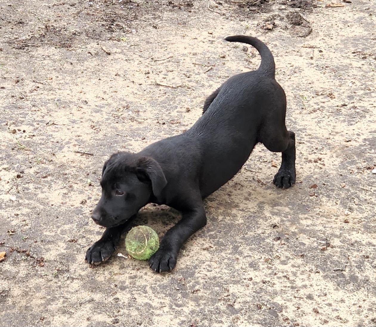 Joe, an adopted mixed breed in Liberty Center, OH image 5/6