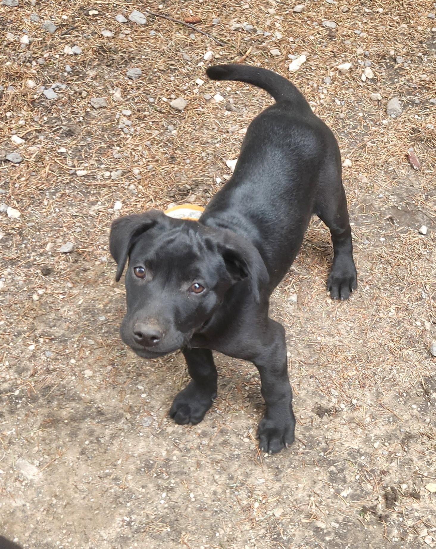 Joe, an adopted mixed breed in Liberty Center, OH image 3/6