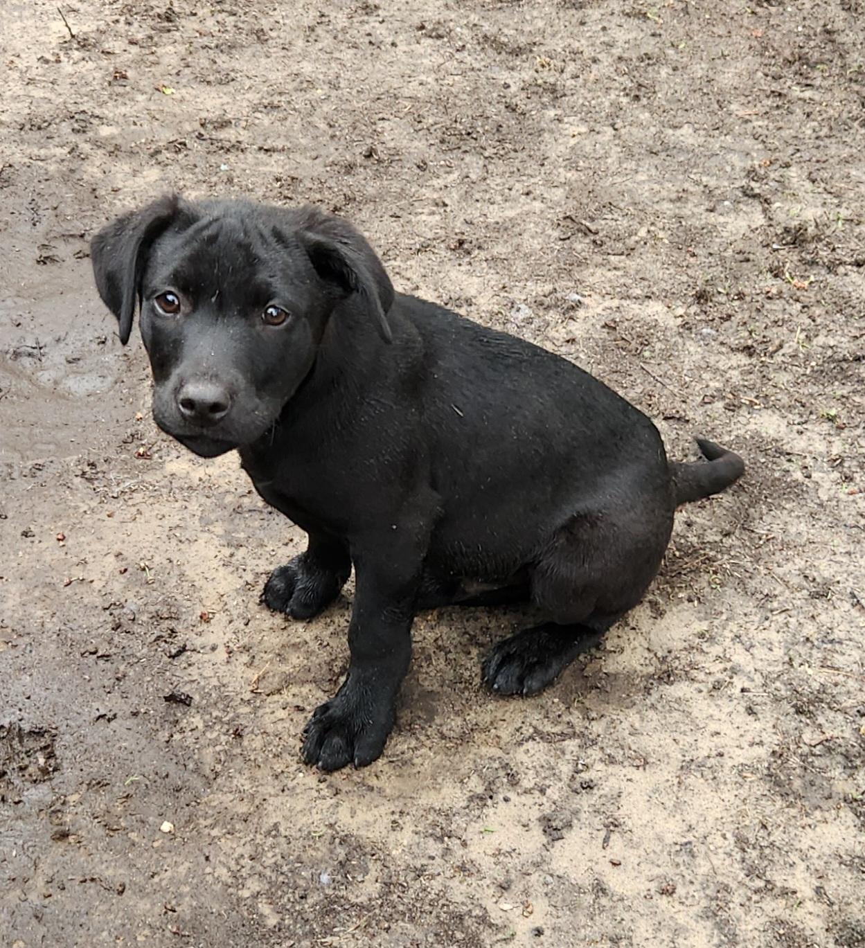 Joe, an adopted mixed breed in Liberty Center, OH image 1/6