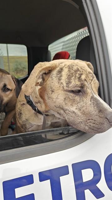 XIENNA, Adoptable, Young Female Pit Bull Terrier & Labrador Retriever.