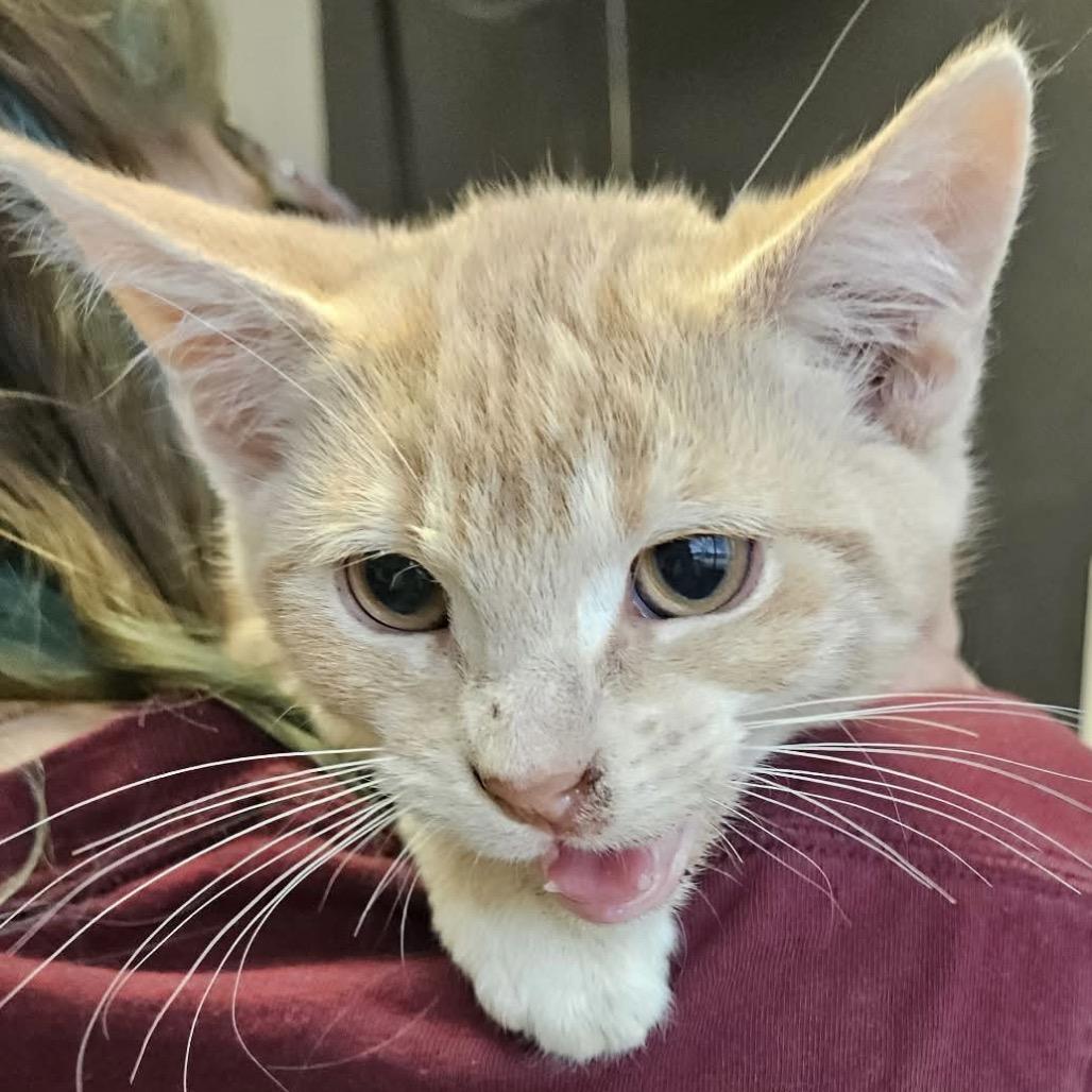 Boston, ADOPTABLE, Young Male Domestic Short Hair.