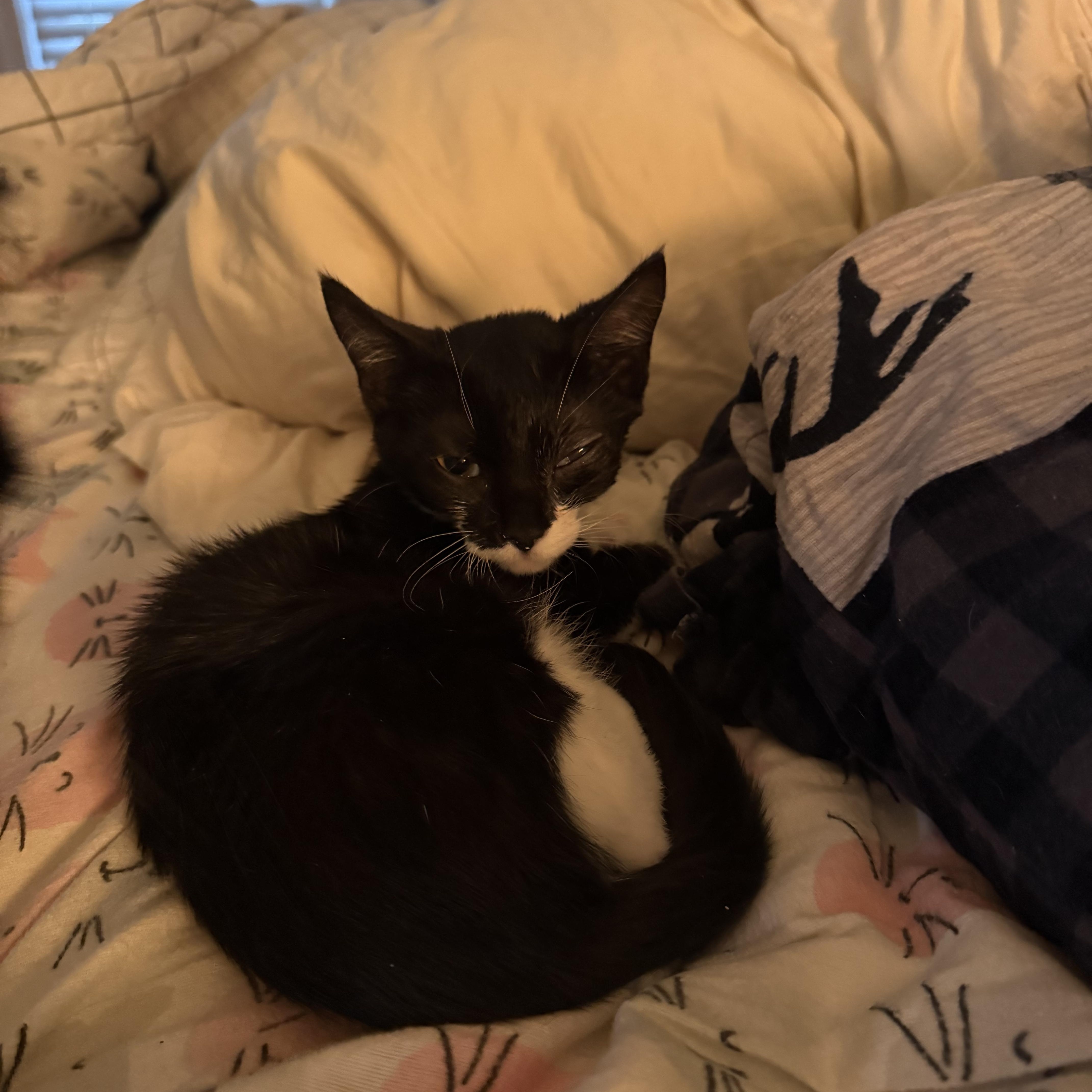 Enlarge Garbanza, a Adoptable American Shorthair in North Chesterfield, VA image 1/4