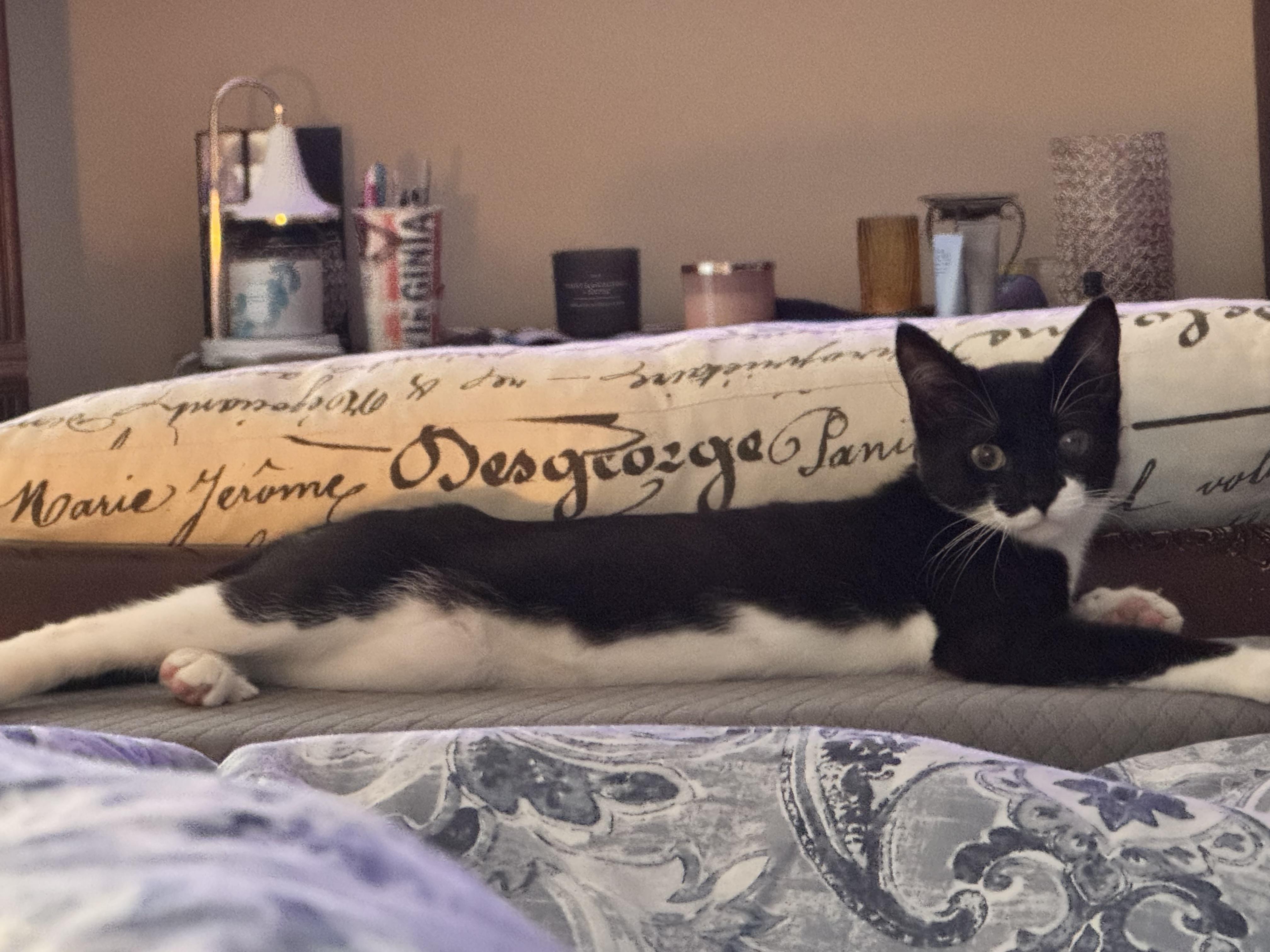 Enlarge Garbanza, a Adoptable American Shorthair in North Chesterfield, VA image 2/4