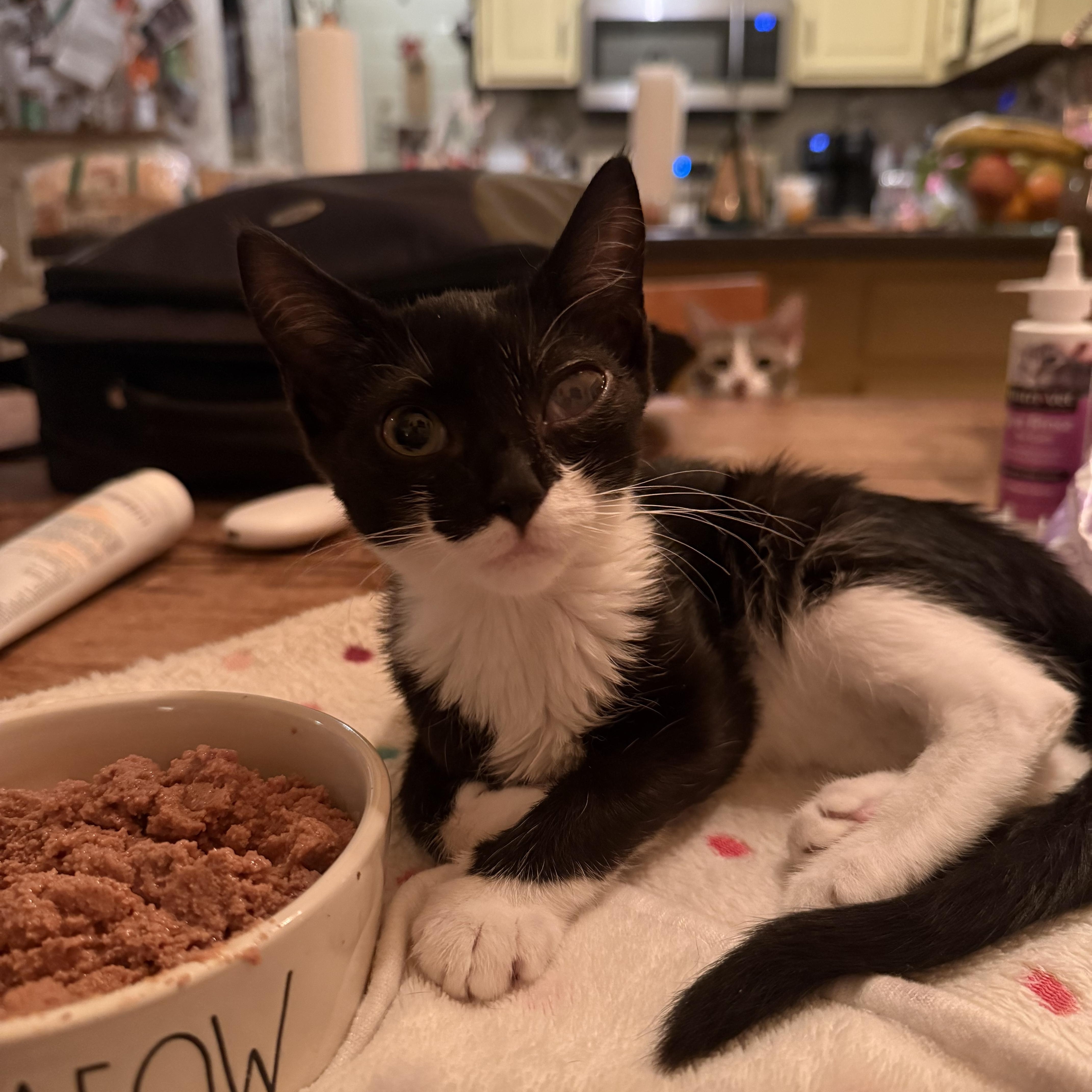 Enlarge Garbanza, a Adoptable American Shorthair in North Chesterfield, VA image 4/4