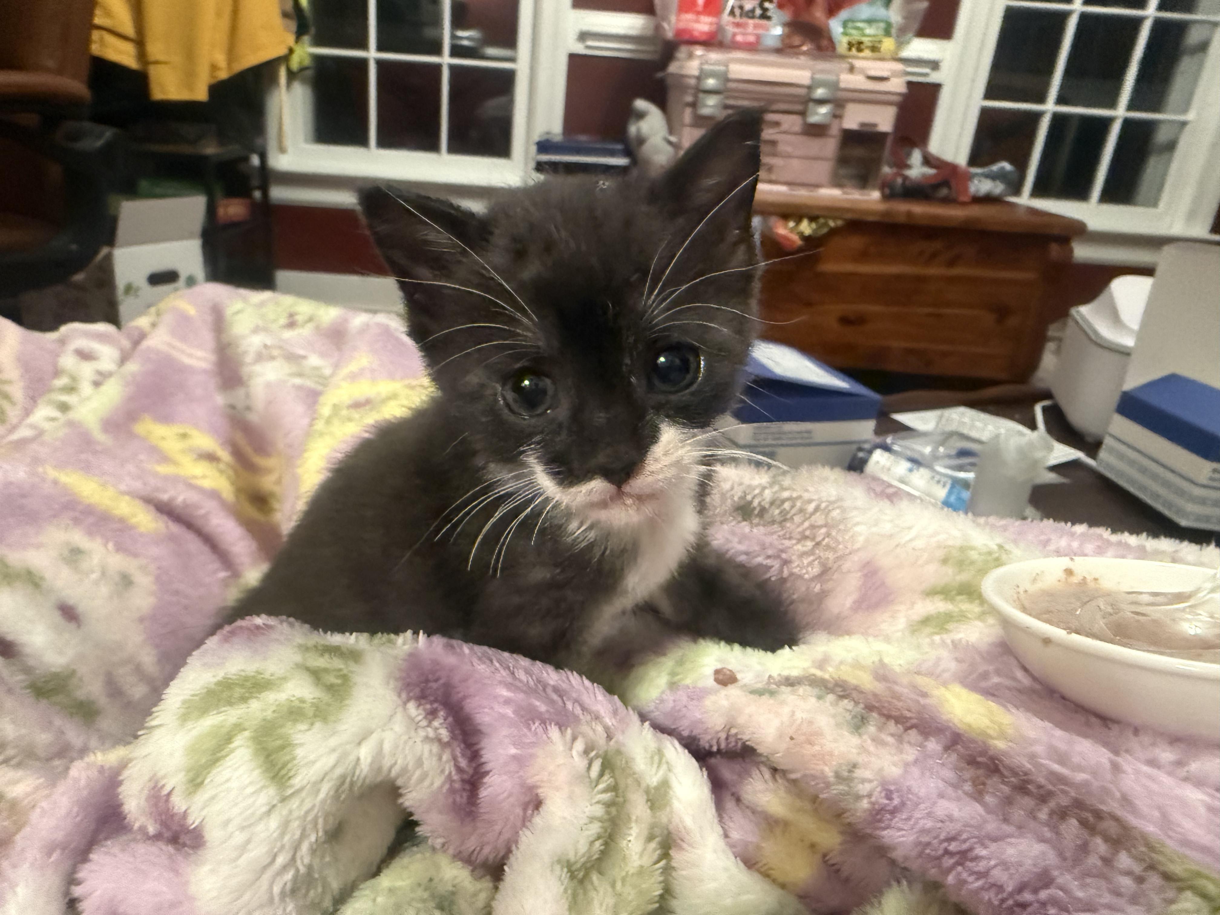 Garbanza, ADOPTABLE, Kitten Female American Shorthair.