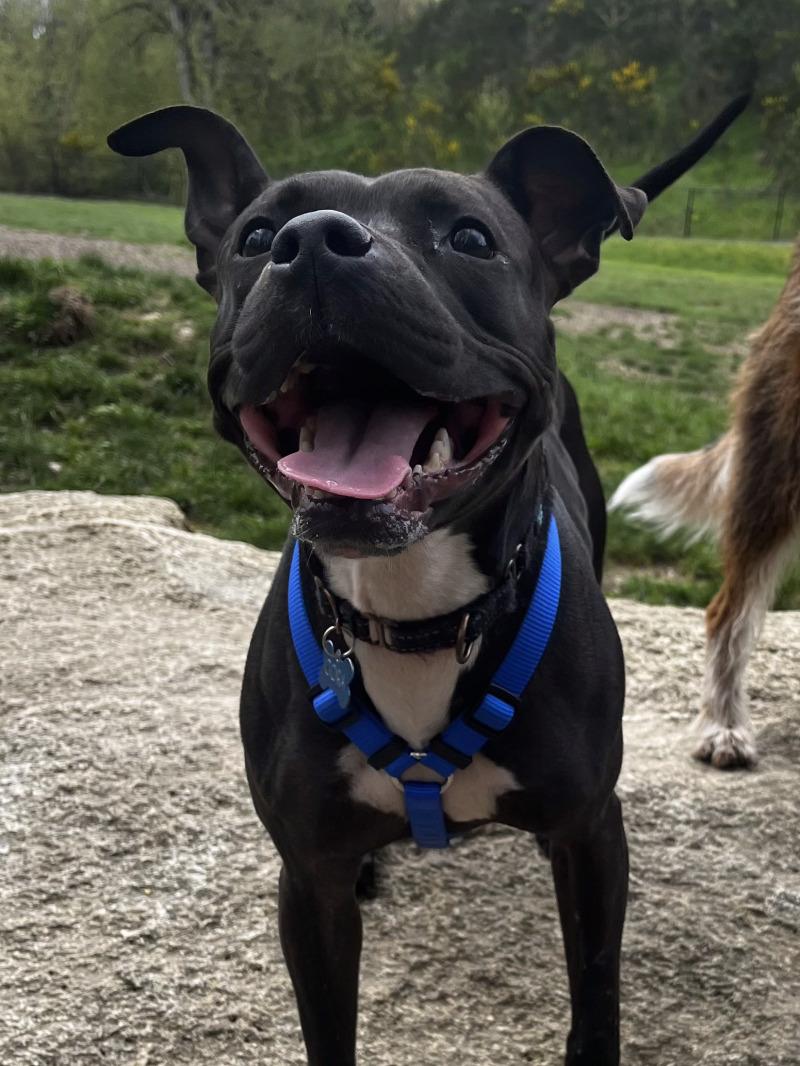 Cora Bean — thumbnail 2