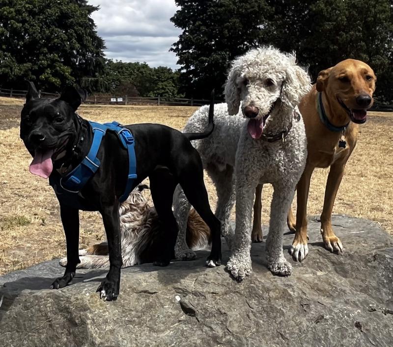 Cora Bean — thumbnail 3