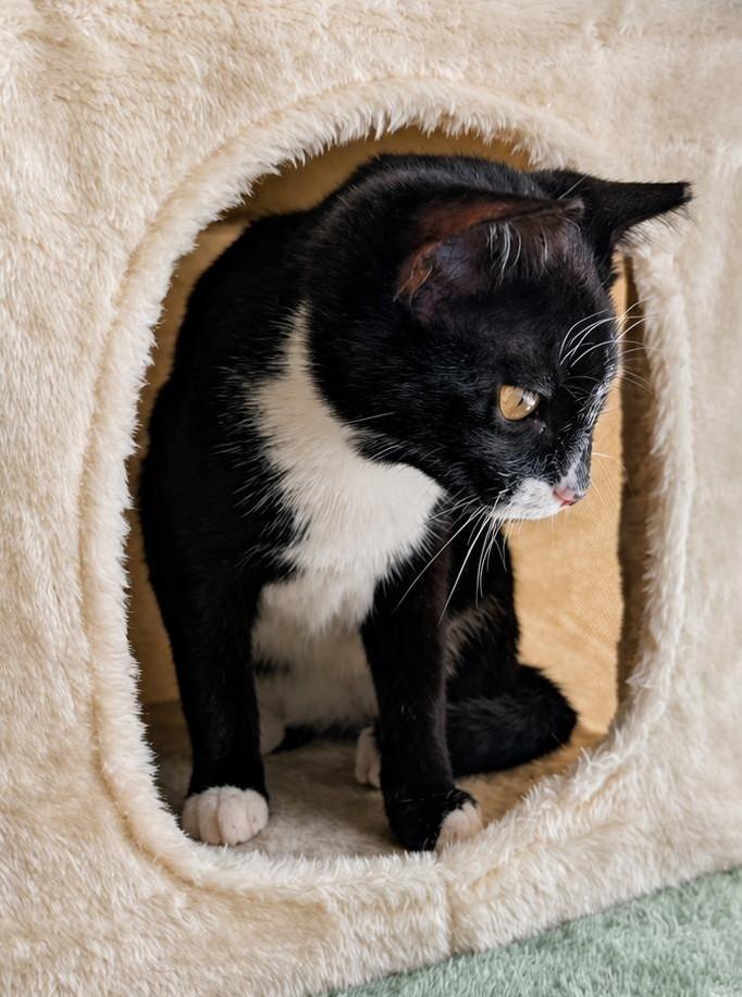 Keychain, ADOPTABLE, Kitten Female Tuxedo.