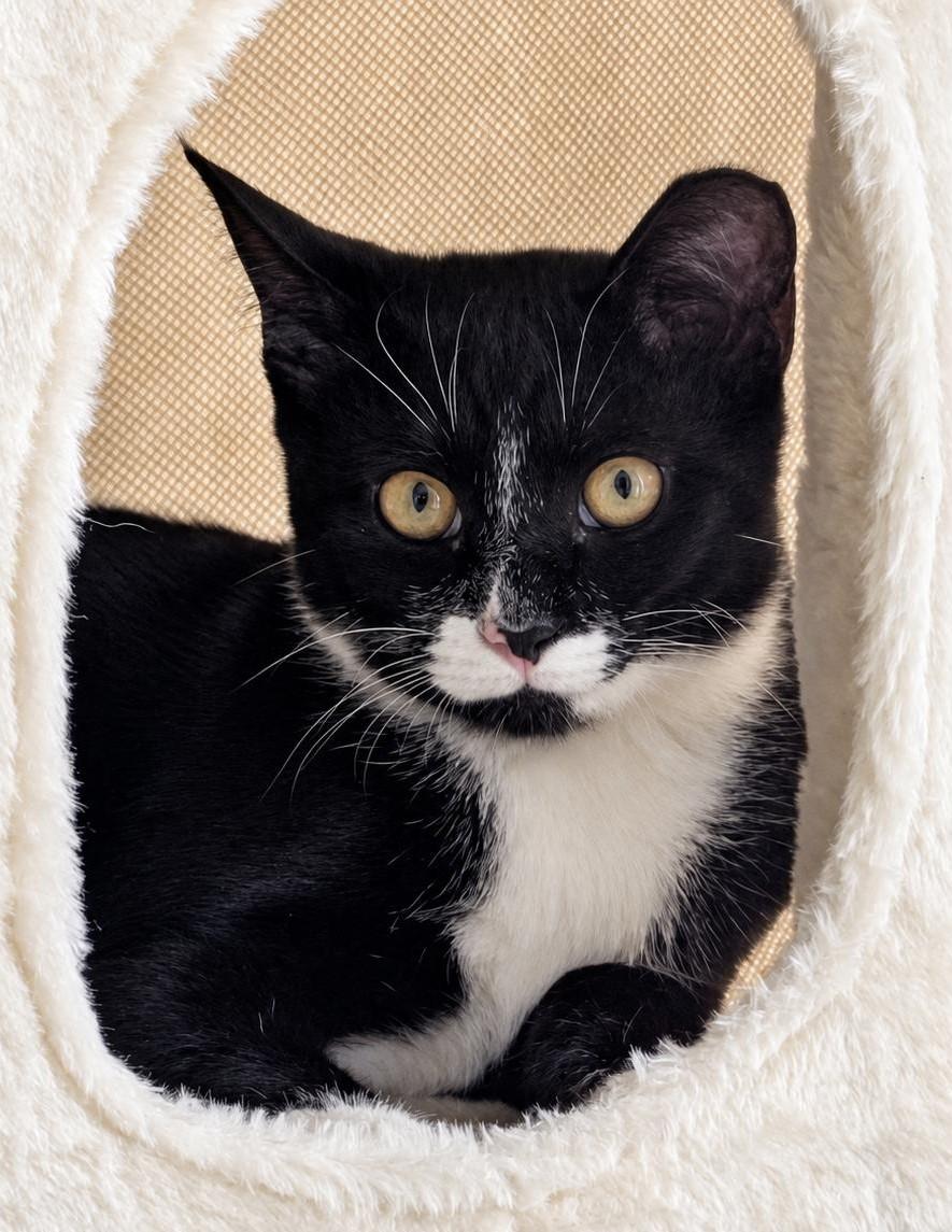 Enlarge Keychain, a ADOPTABLE Tuxedo in Jamaica Plain, MA image 2/2