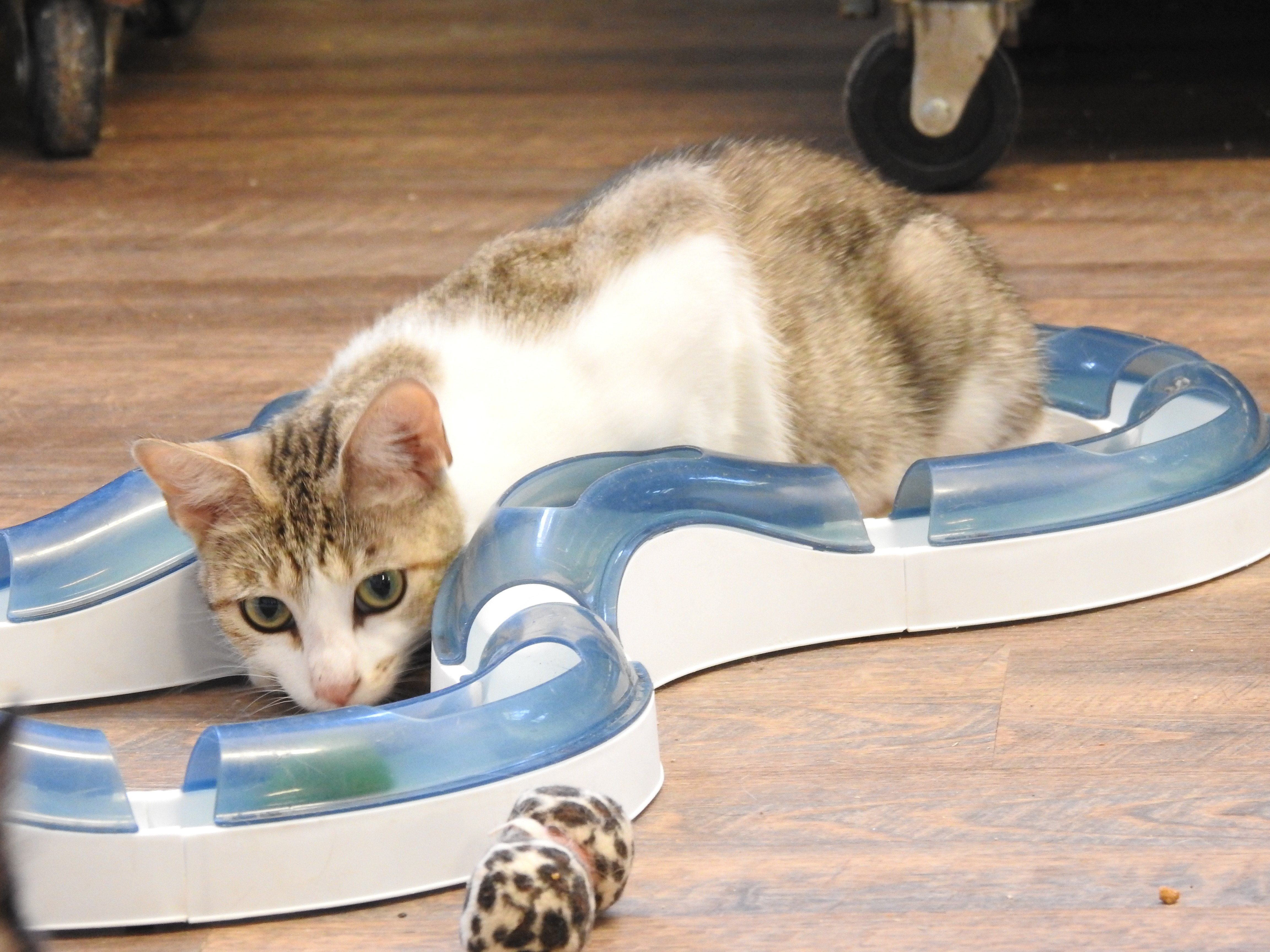 MATRIX, Adoptable, Adult Female Domestic Short Hair.