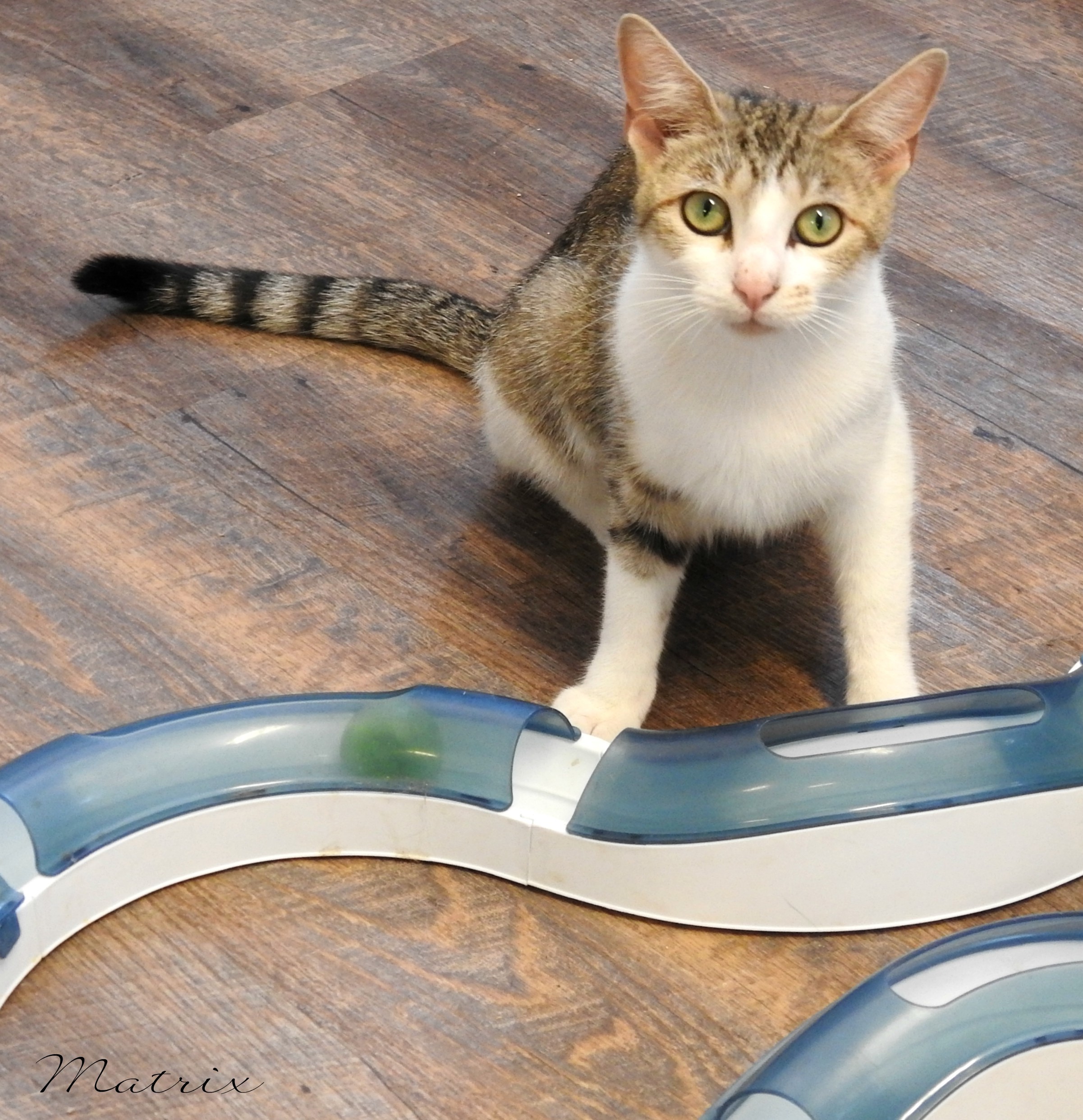 MATRIX, a Adoptable Domestic Short Hair in Macon, GA image 2/12