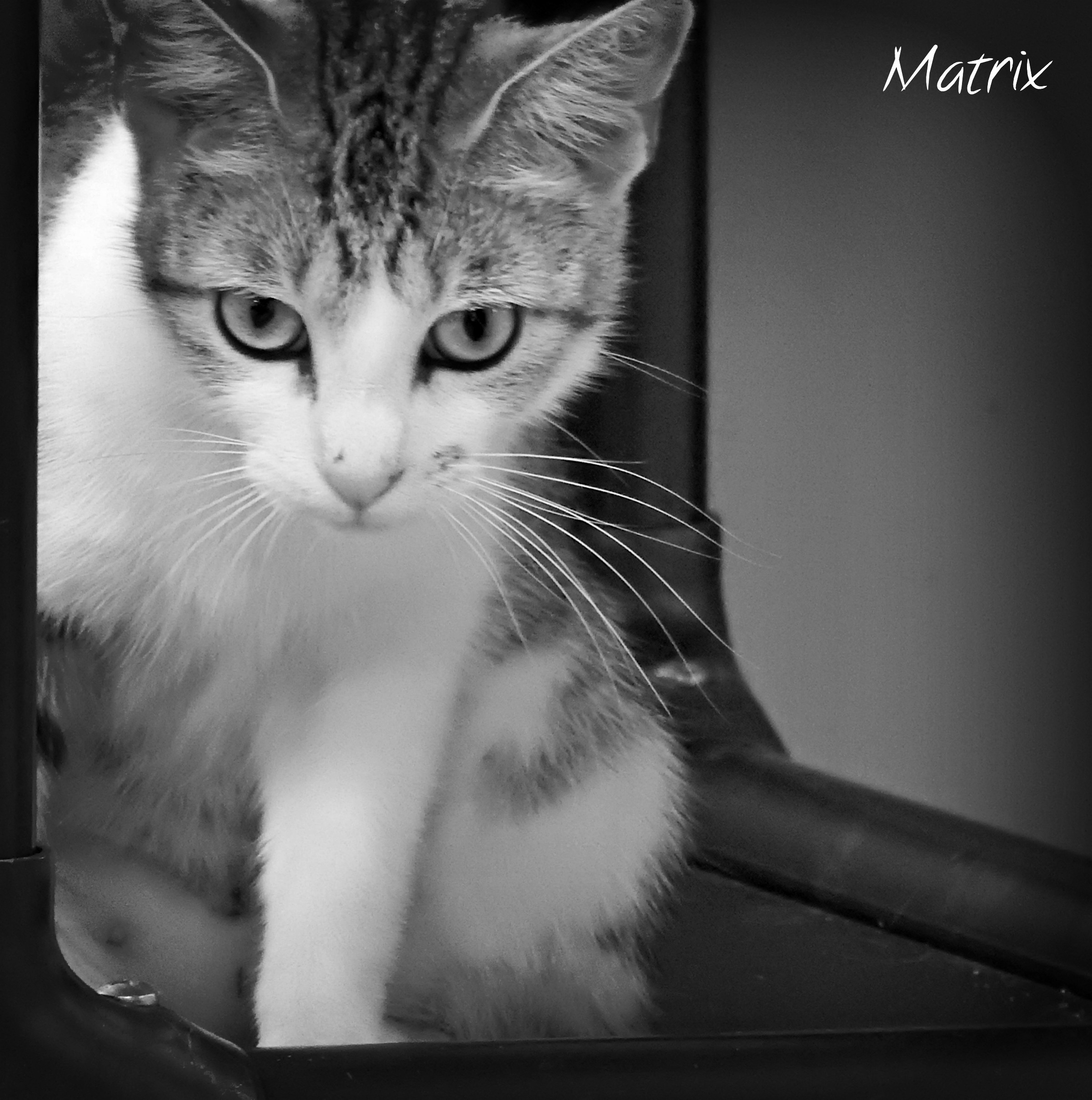 MATRIX, a Adoptable Domestic Short Hair in Macon, GA image 3/12