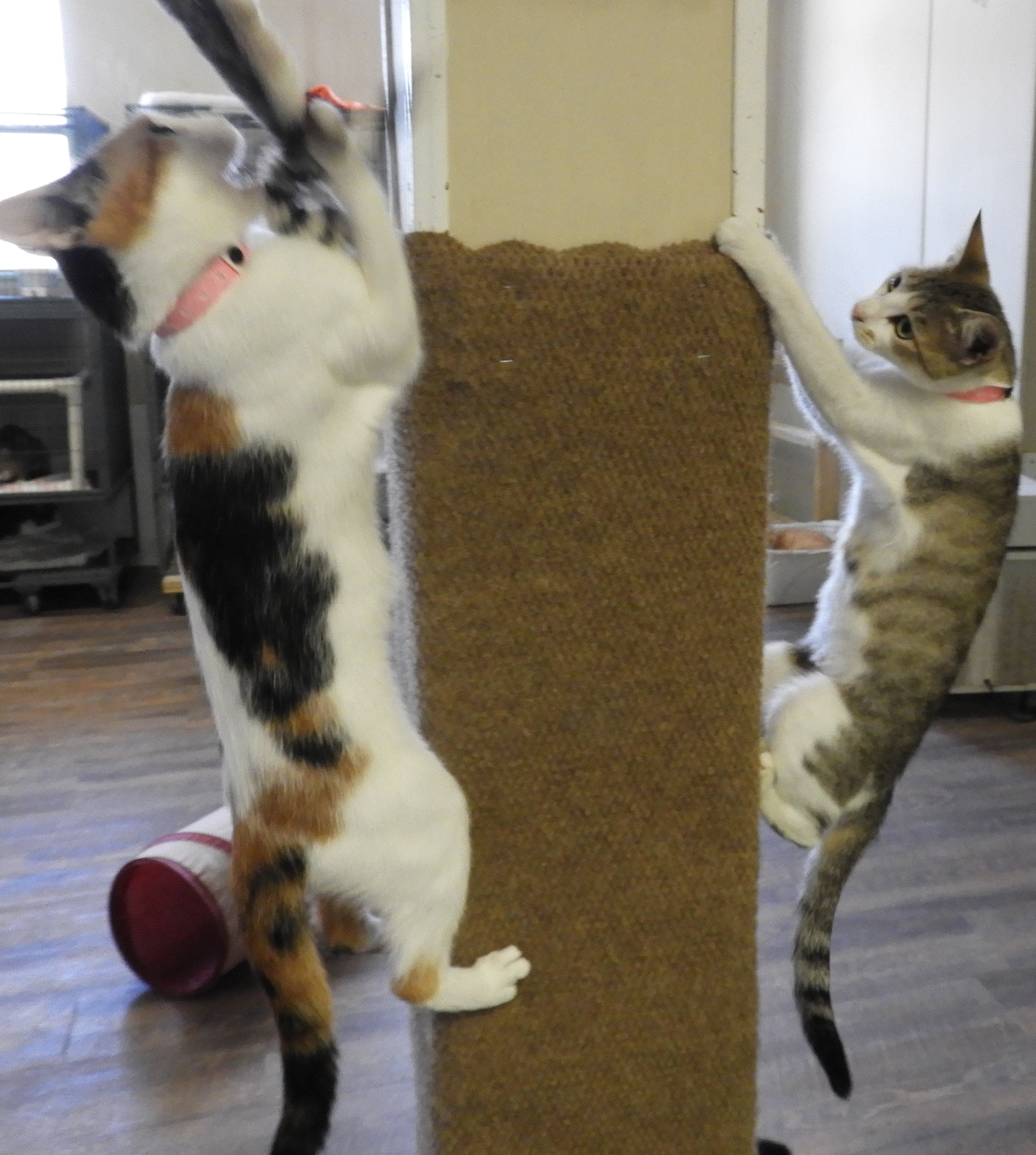 MATRIX, a Adoptable Domestic Short Hair in Macon, GA image 5/12