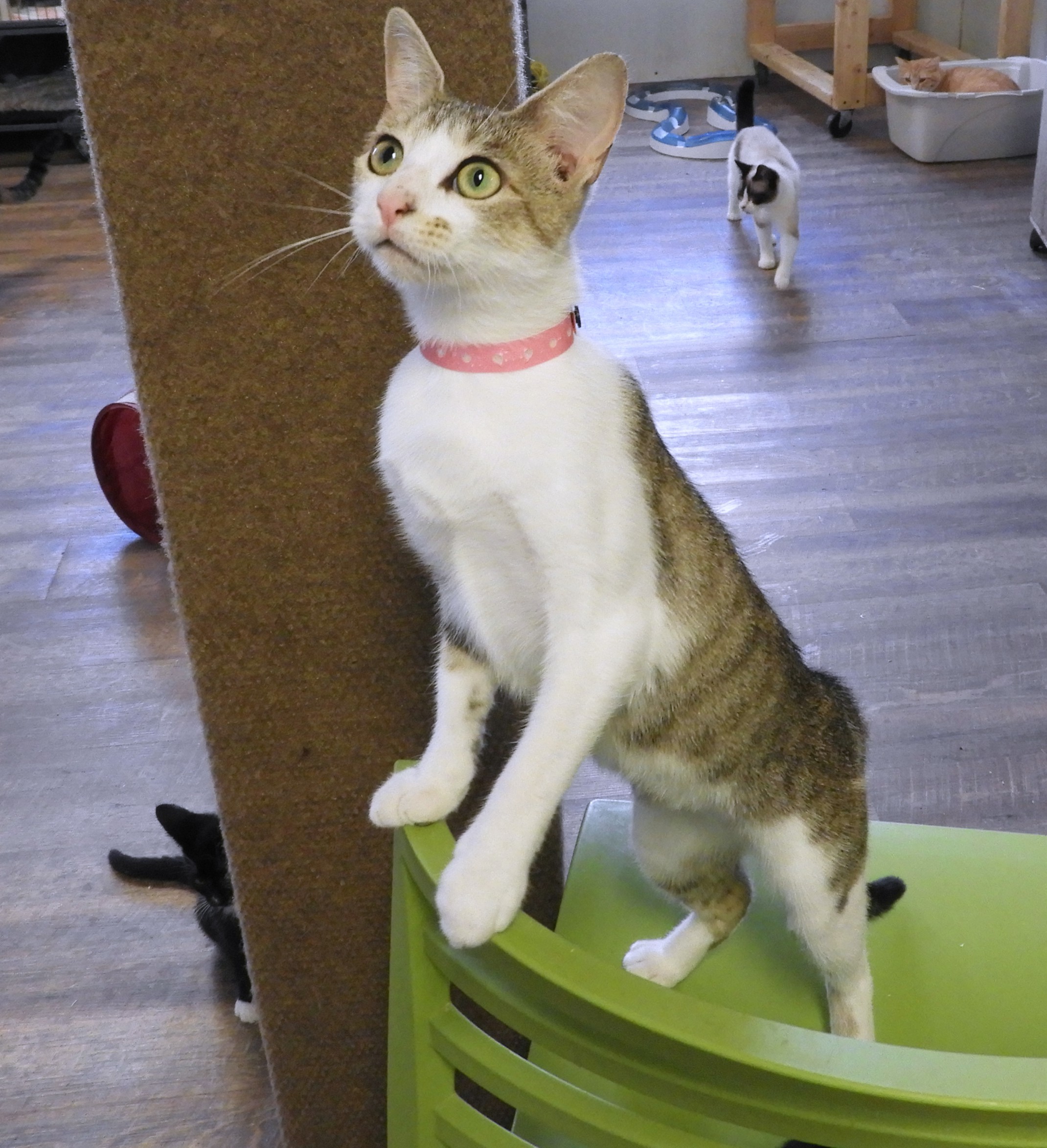 MATRIX, a Adoptable Domestic Short Hair in Macon, GA image 6/12