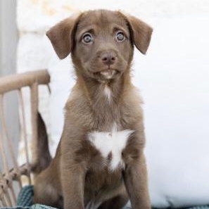 Hershey, an adopted mixed breed in Pflugerville, TX image 1/4