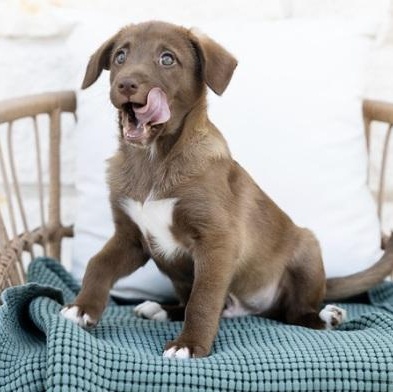 Hershey, an adopted mixed breed in Pflugerville, TX image 4/4
