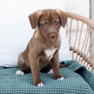 Hershey, an adopted mixed breed in Pflugerville, TX image 3/4