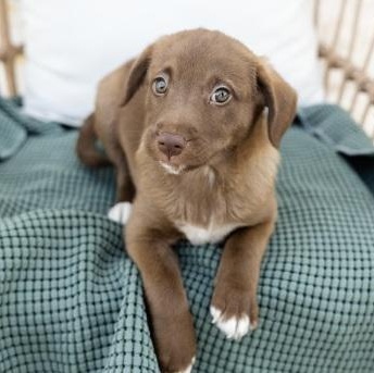 Hershey, an adopted mixed breed in Pflugerville, TX image 2/4