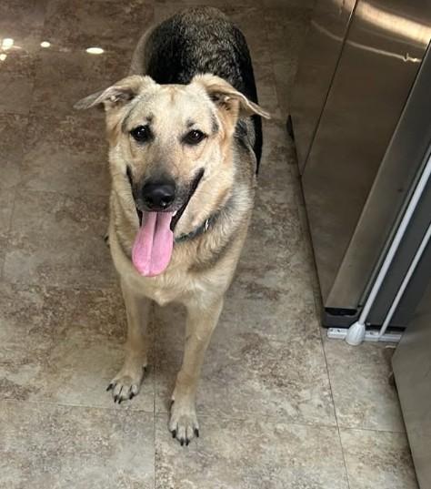 Cody - COURTESY POST, ADOPTABLE, Adult Male German Shepherd Dog.