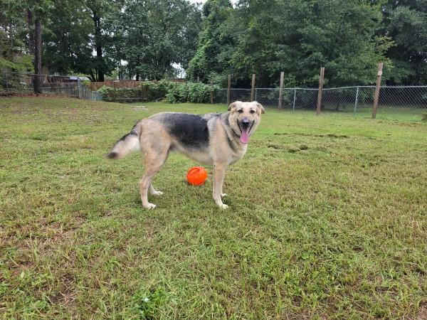 Enlarge Cody - COURTESY POST, a ADOPTABLE German Shepherd Dog in Raeford, NC image 4/6