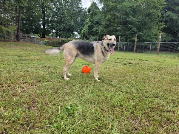 Enlarge Cody - COURTESY POST, a ADOPTABLE German Shepherd Dog in Raeford, NC image 2/6