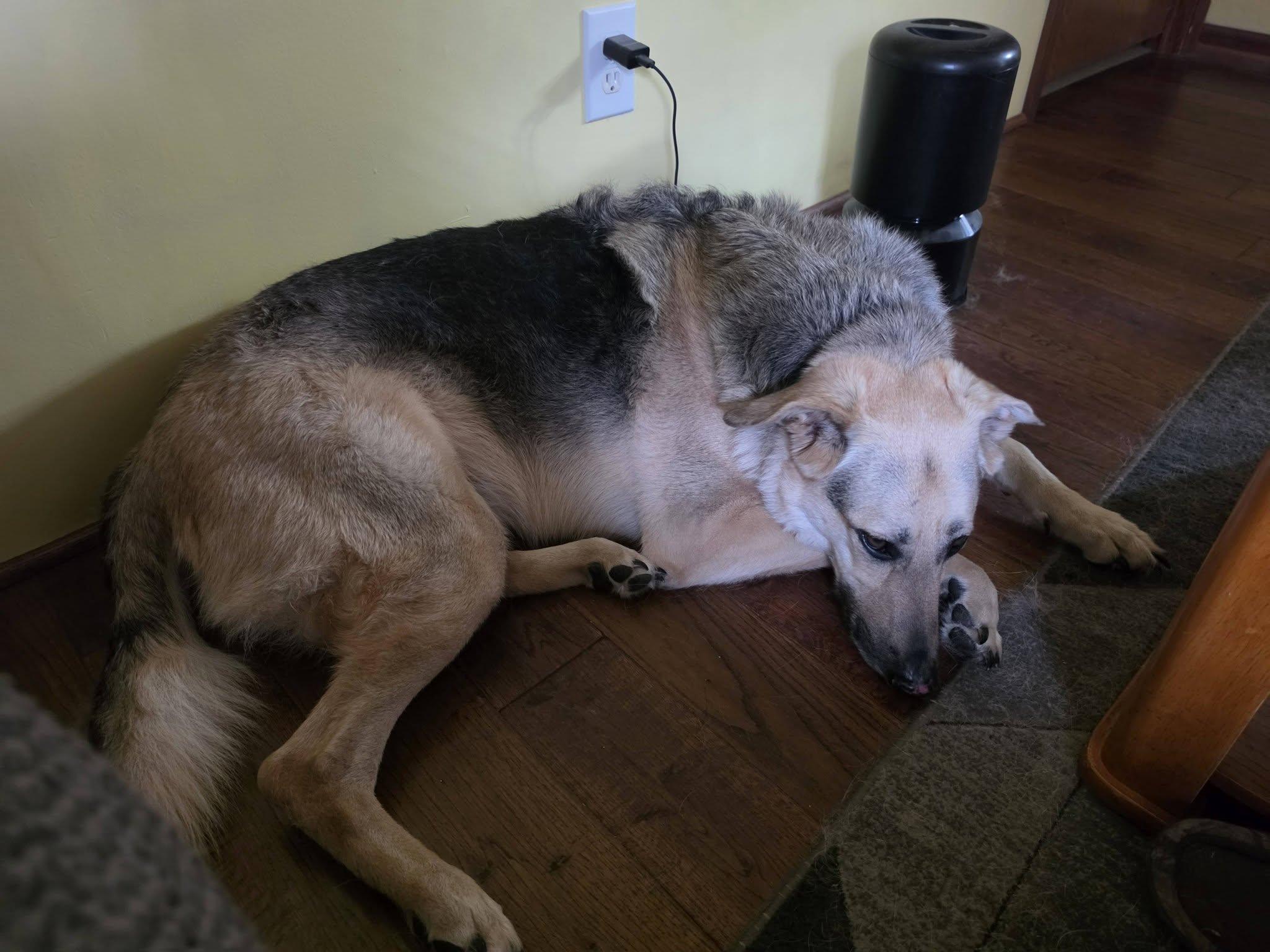 Enlarge Cody - COURTESY POST, a ADOPTABLE German Shepherd Dog in Raeford, NC image 6/6