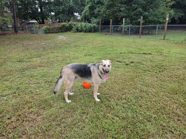 Enlarge Cody - COURTESY POST, a ADOPTABLE German Shepherd Dog in Raeford, NC image 5/6