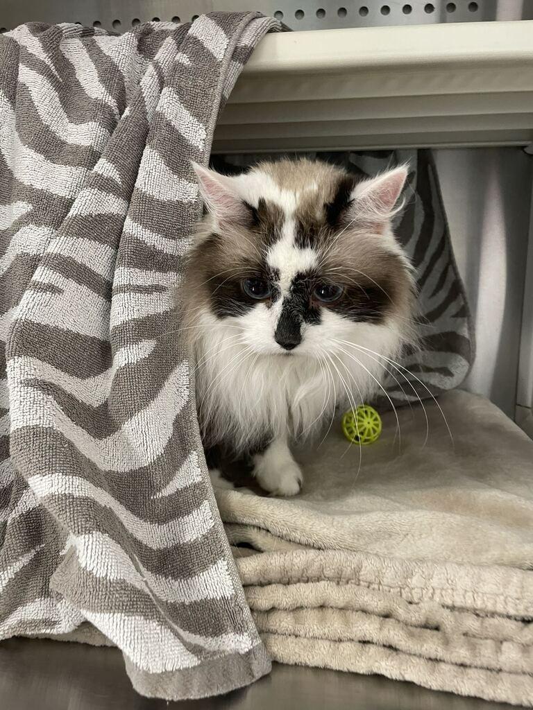 Princess Gracie May, Adoptable, Young Female Ragdoll.