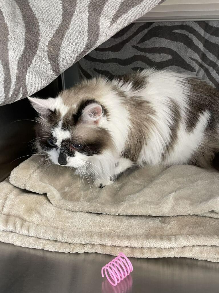 Enlarge Princess Gracie May, a Adoptable Ragdoll in Minot, ND image 2/6