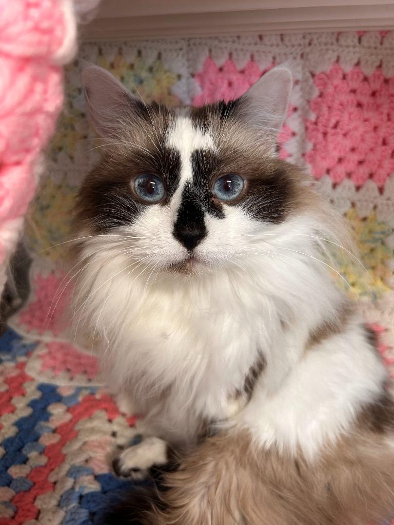 Enlarge Princess Gracie May, a Adoptable Ragdoll in Minot, ND image 3/6