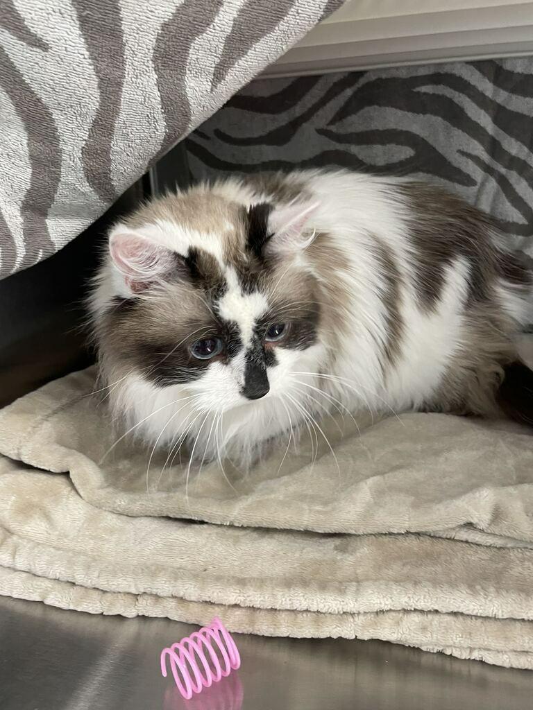 Enlarge Princess Gracie May, a Adoptable Ragdoll in Minot, ND image 4/6
