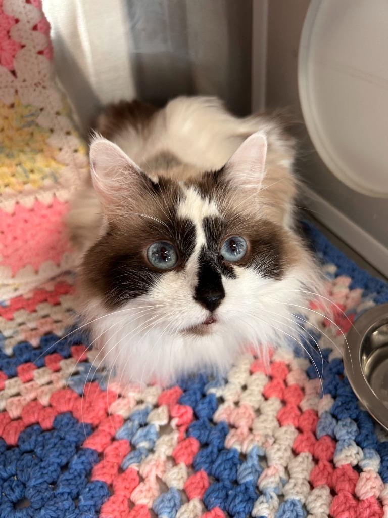 Enlarge Princess Gracie May, a Adoptable Ragdoll in Minot, ND image 5/6