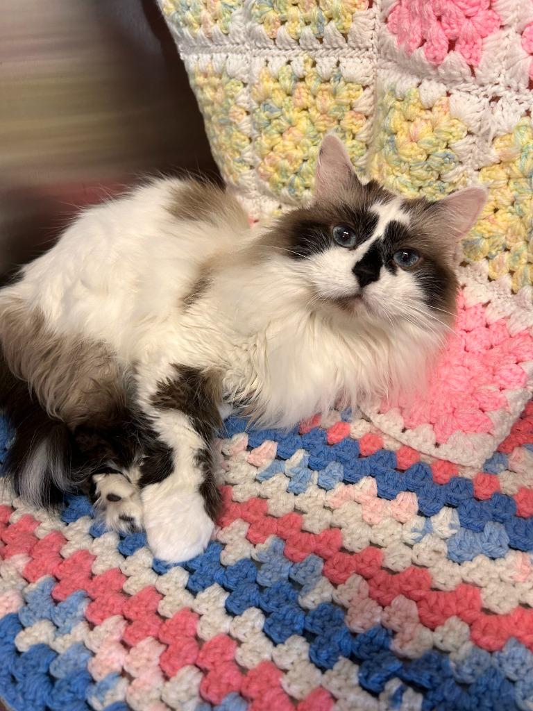 Enlarge Princess Gracie May, a Adoptable Ragdoll in Minot, ND image 6/6