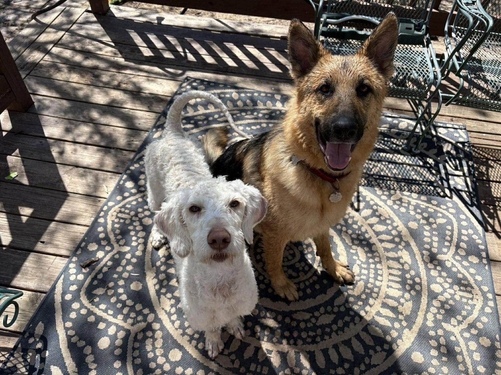 Margo, Adoptable, Young Female Poodle & Golden Retriever.