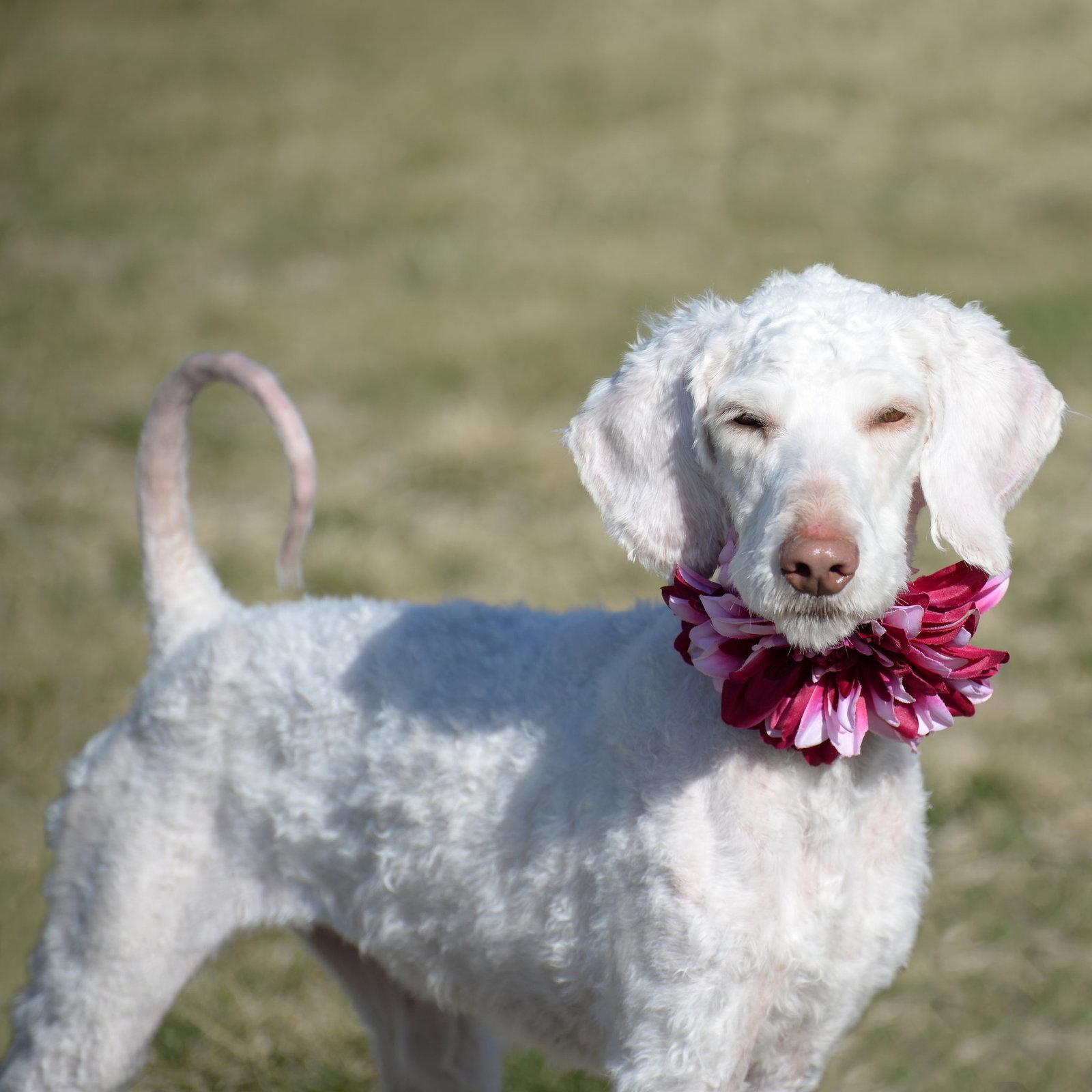 Enlarge Margo, a Adoptable mixed breed in Gretna, NE image 2/3