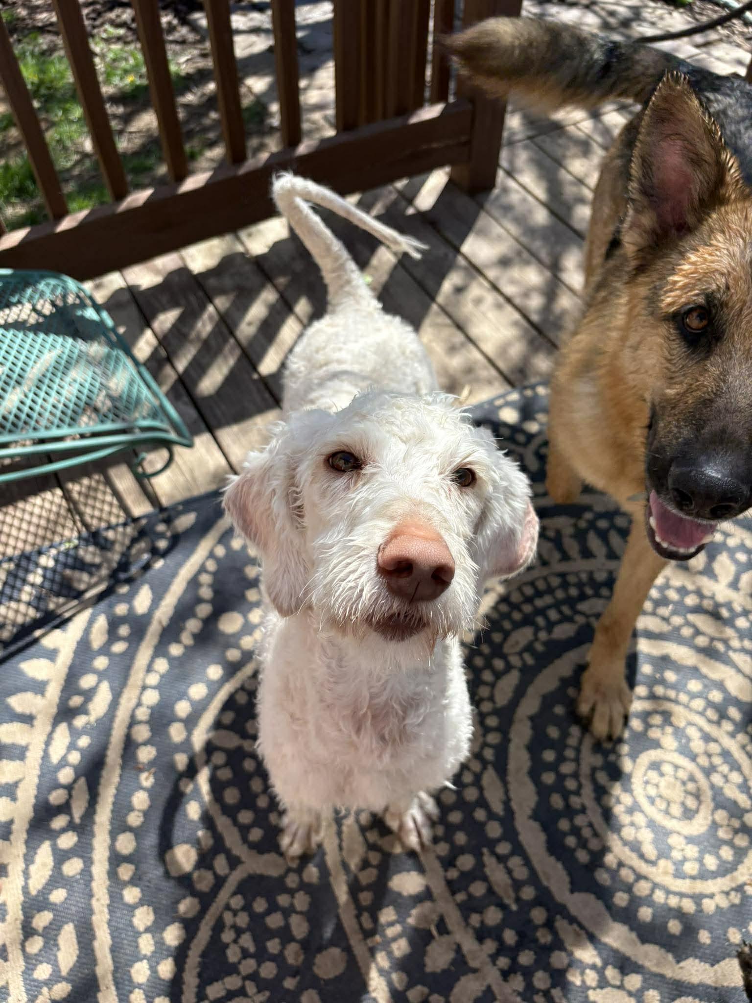 Enlarge Margo, a Adoptable mixed breed in Gretna, NE image 3/3