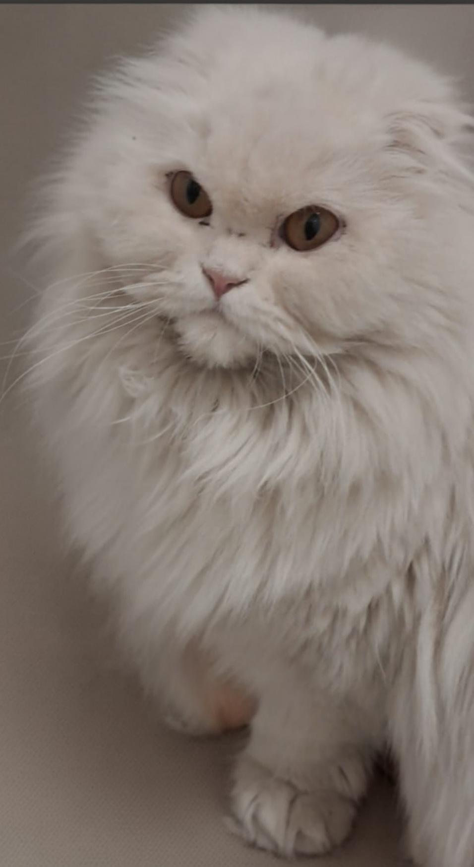 Enlarge Sifu, a Adopted Scottish Fold in Snow Hill, MD image 4/6