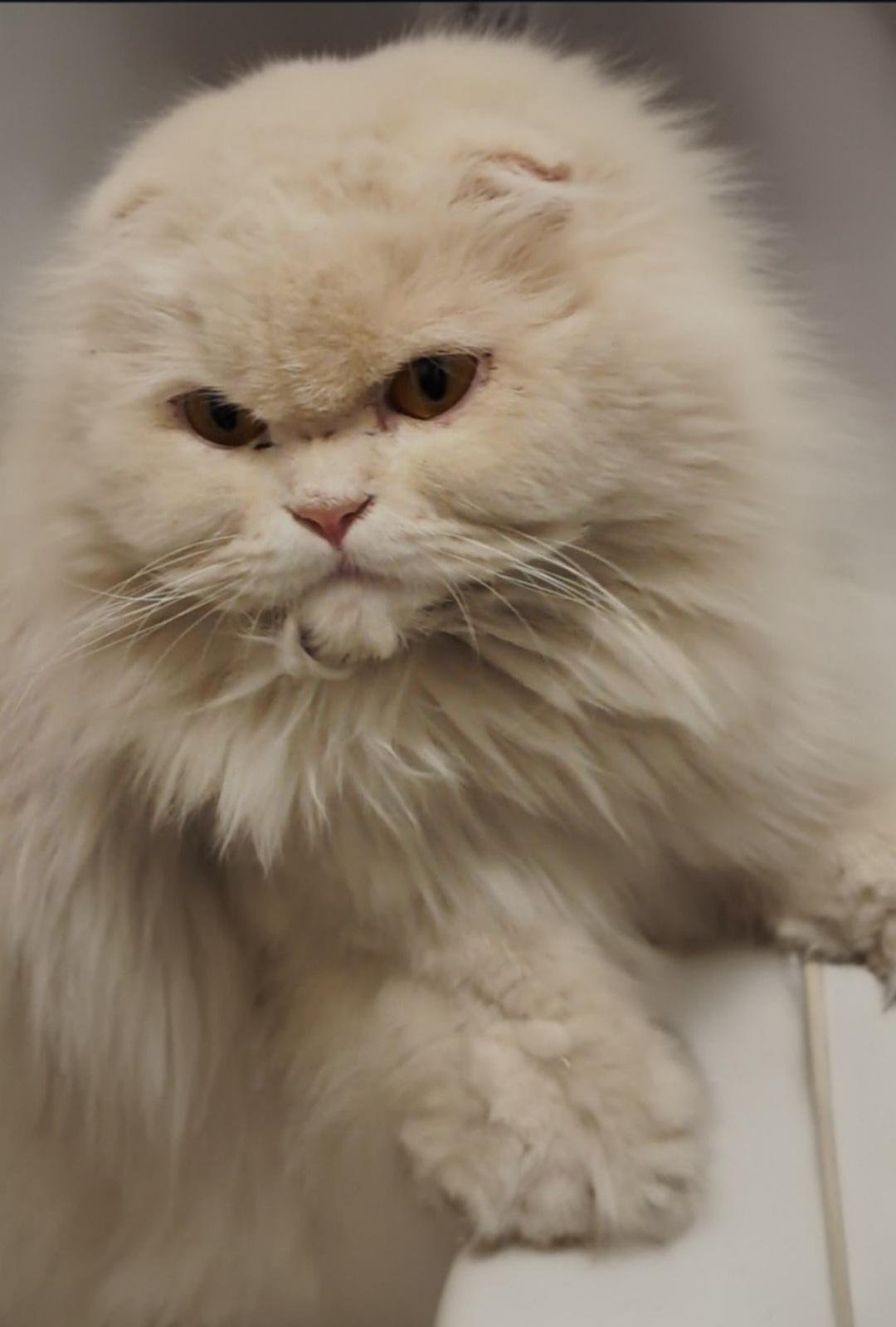 Enlarge Sifu, a Adopted Scottish Fold in Snow Hill, MD image 5/6