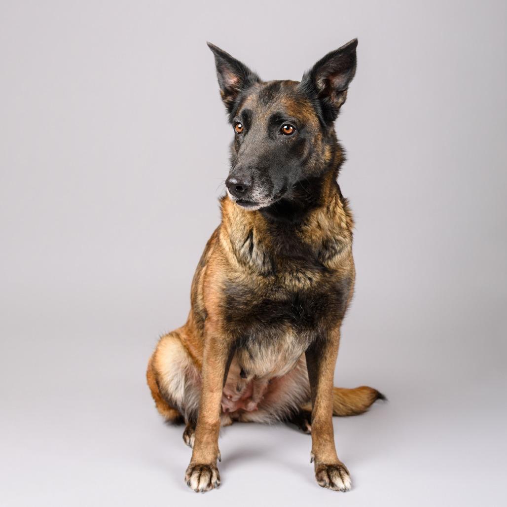 Enlarge Pudding, a Adoptable mixed breed in Riverside, CA image 1/6