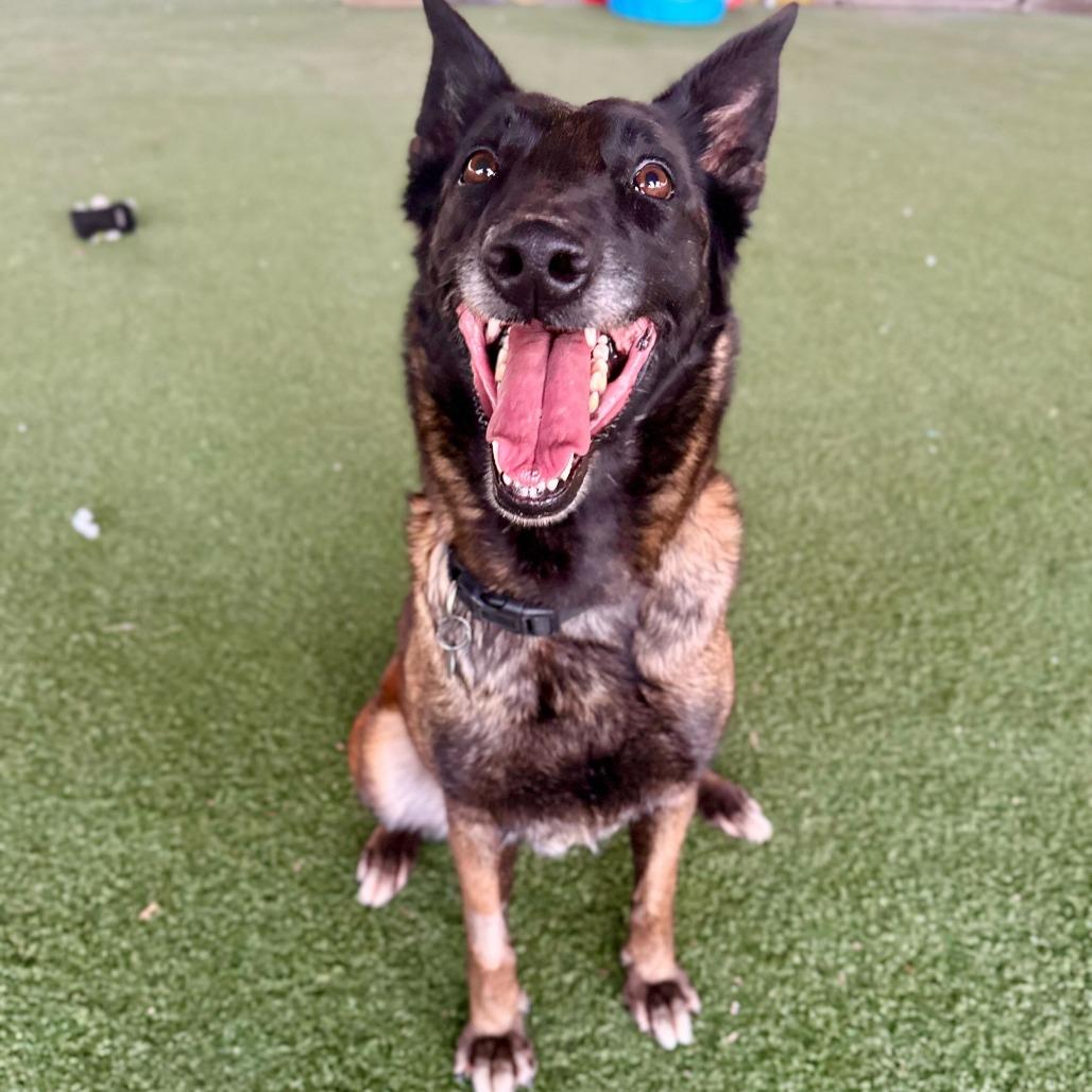 Enlarge Pudding, a Adoptable mixed breed in Riverside, CA image 1/3