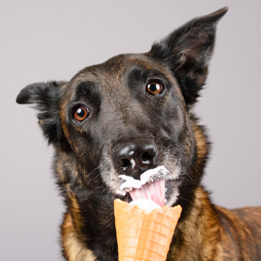 Enlarge Pudding, a Adoptable mixed breed in Riverside, CA image 2/6