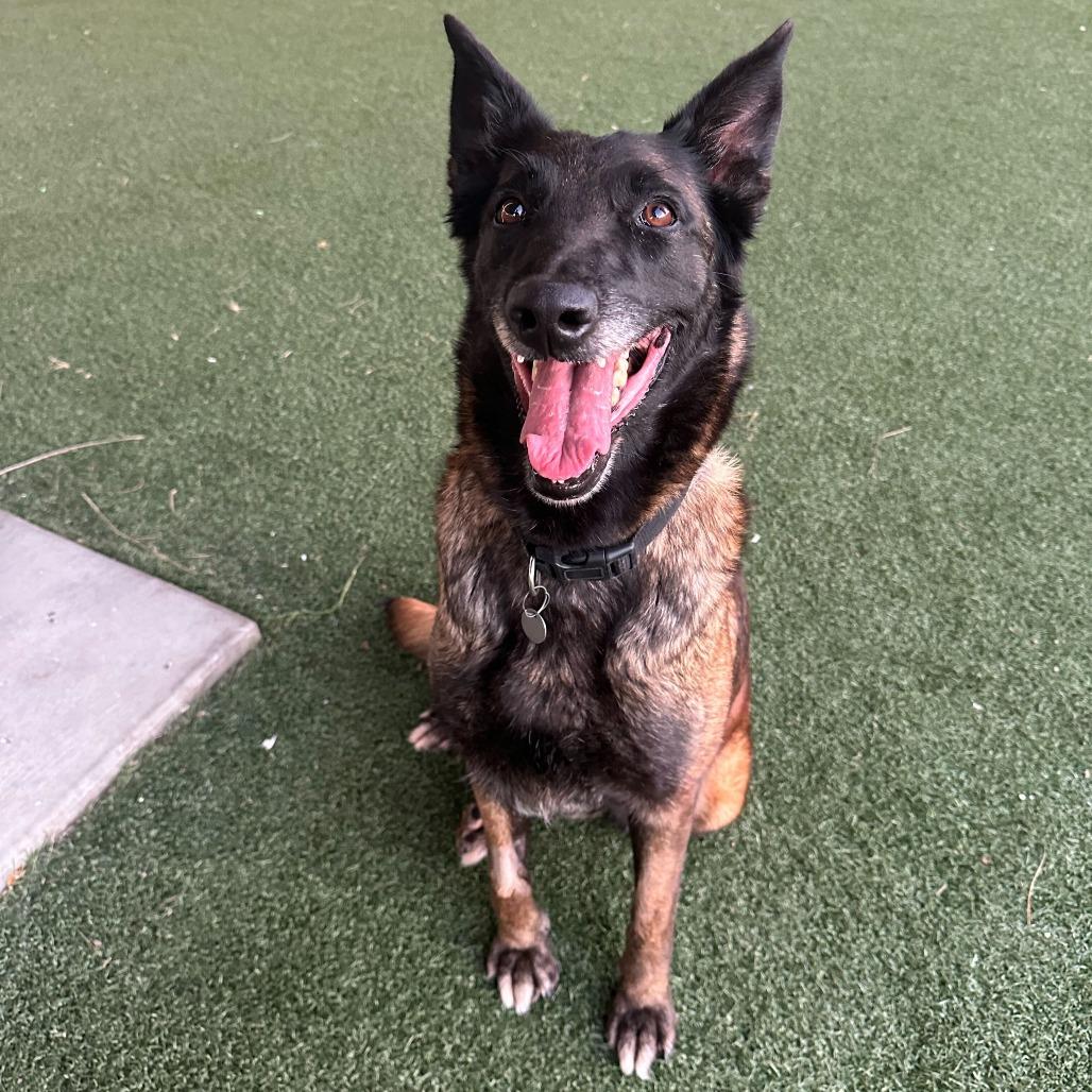 Enlarge Pudding, a Adoptable mixed breed in Riverside, CA image 2/3