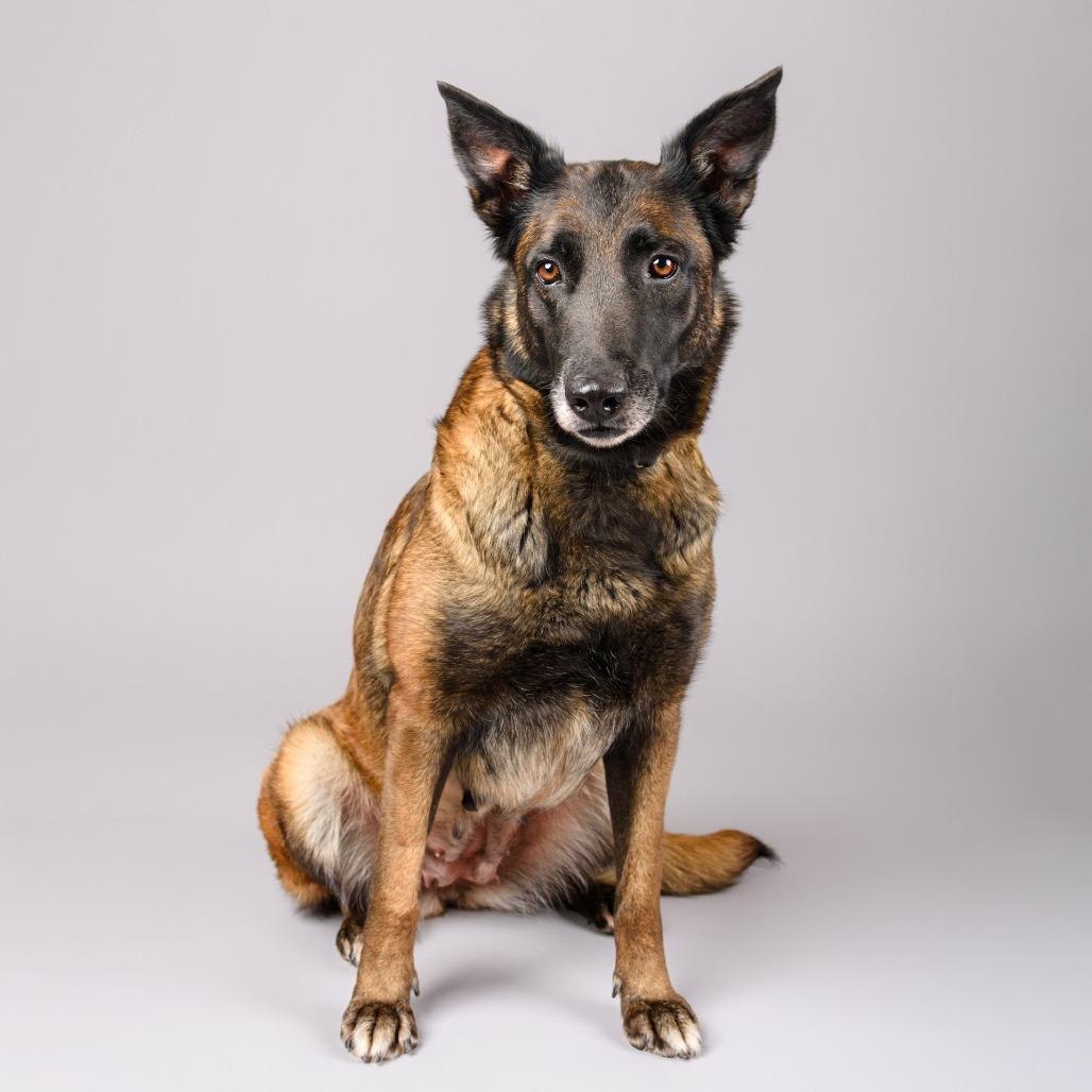 Enlarge Pudding, a Adoptable mixed breed in Riverside, CA image 4/6