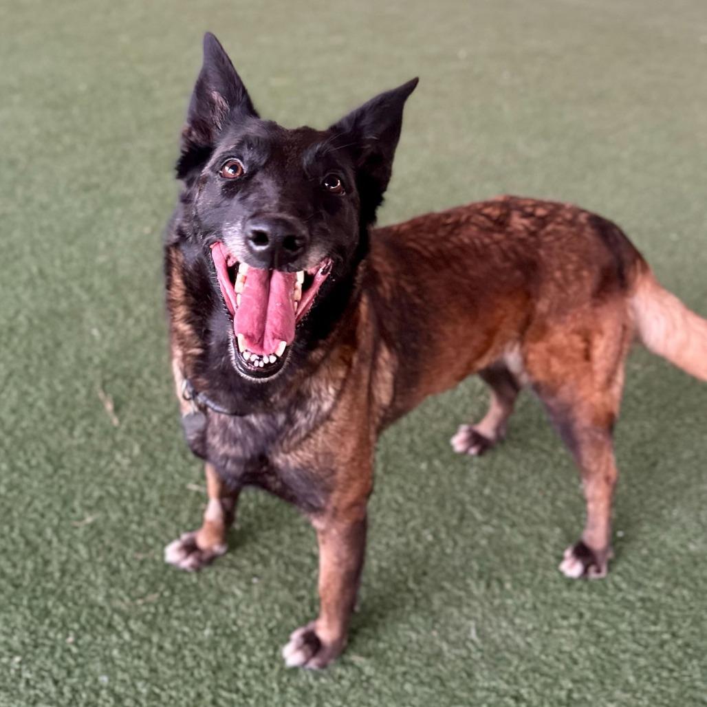 Enlarge Pudding, a Adoptable mixed breed in Riverside, CA image 3/3